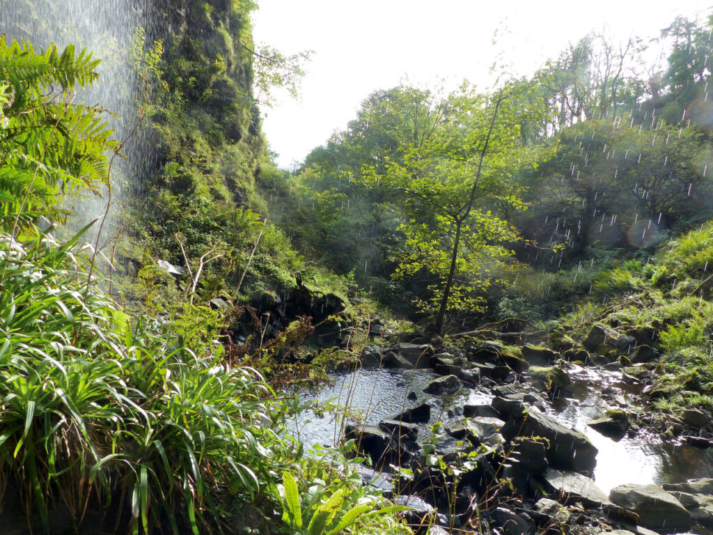 A photo showing a beautiful green dell, with a burn, and the edge of a waterfall